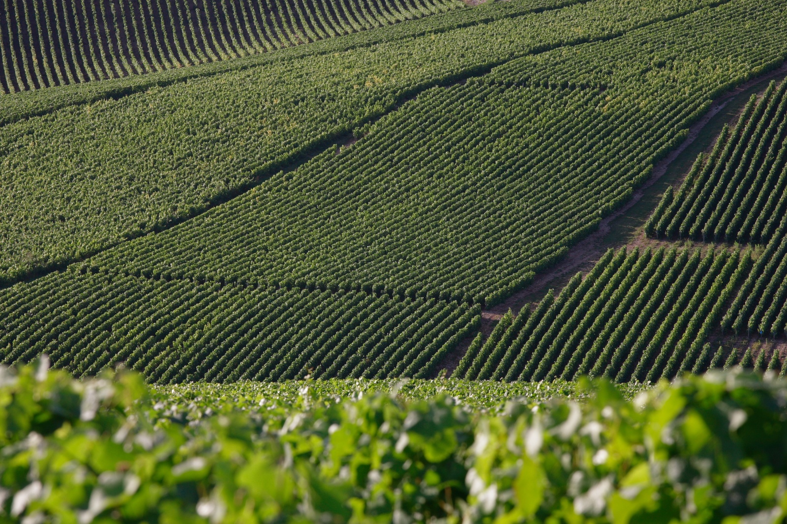 Photographe professionel Nancy - Verdure  en France