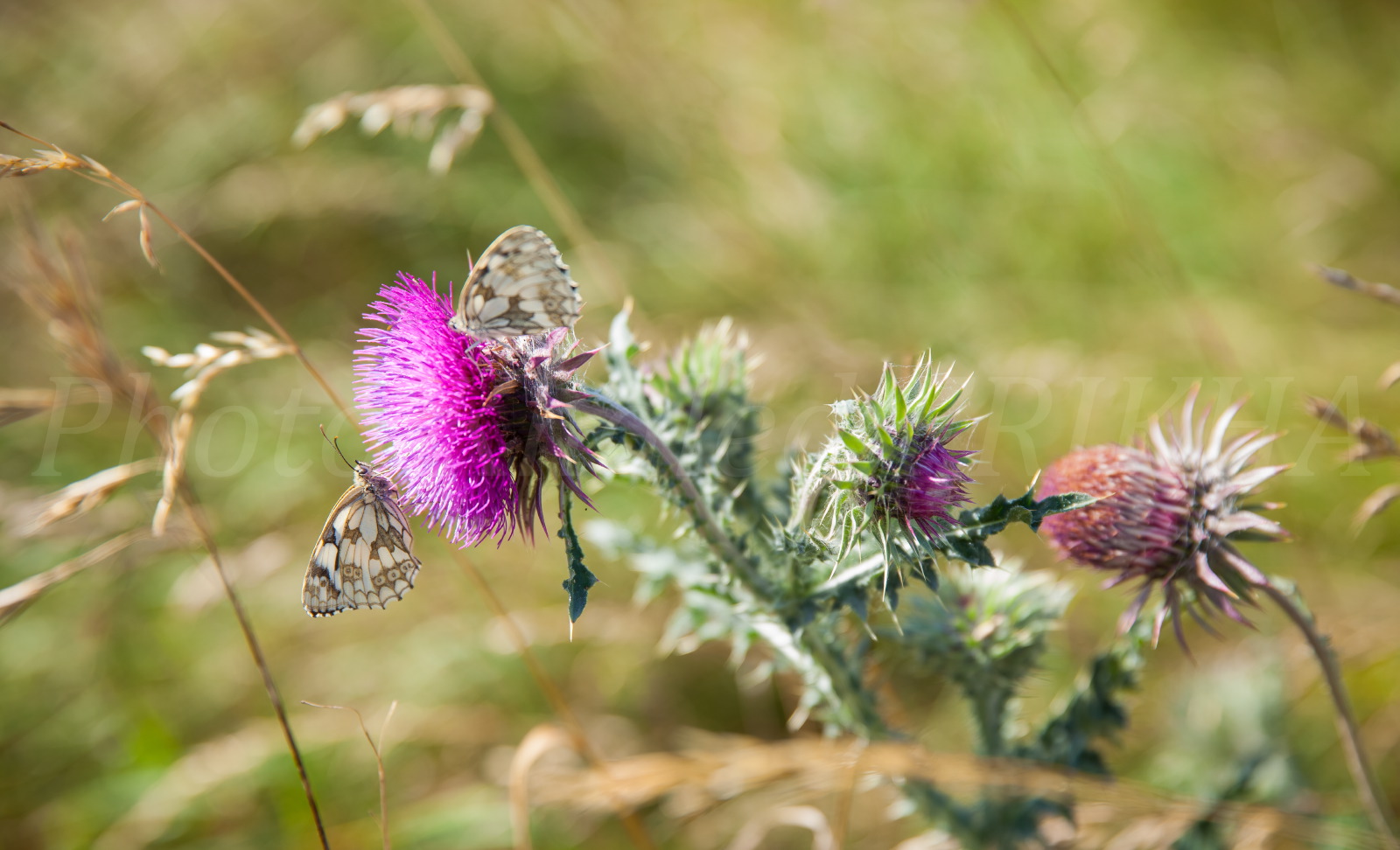 Kfrikha photographe paysage15