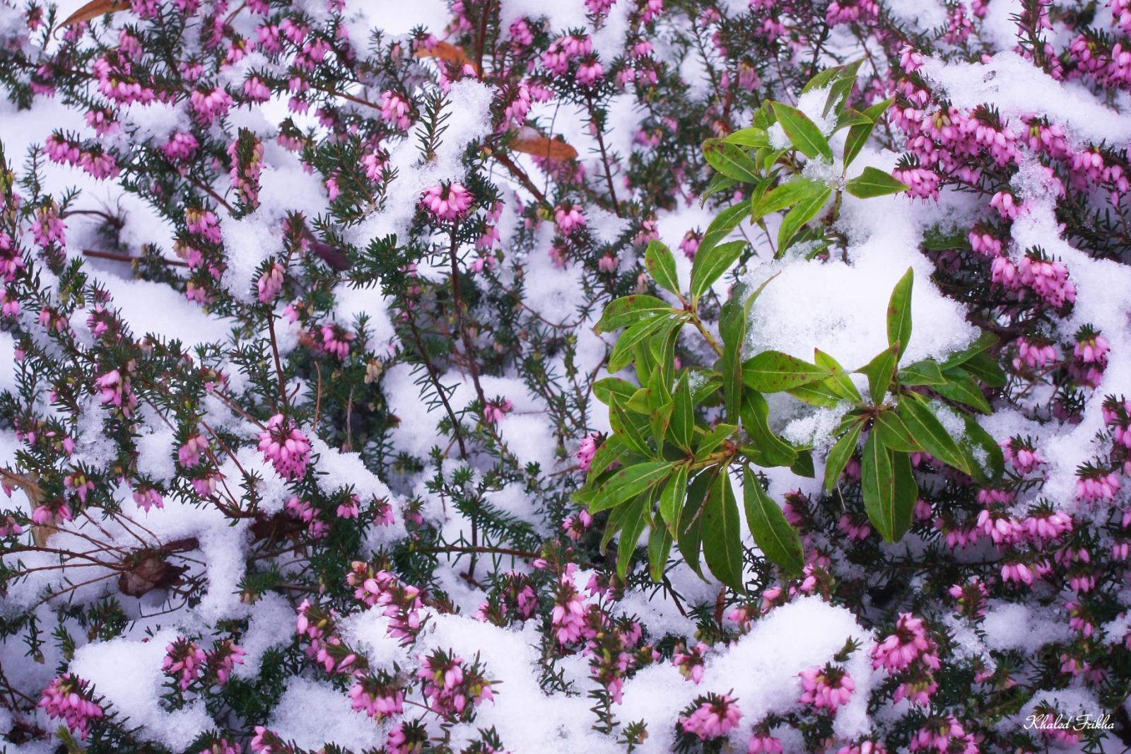 Khaledfrikha photographe paysage nancy lorraine IMG 6455018